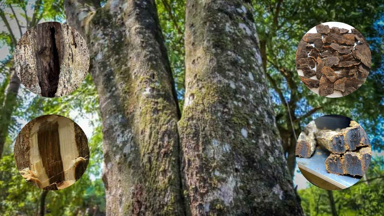 trầm hương, gỗ quý, nhựa trầm