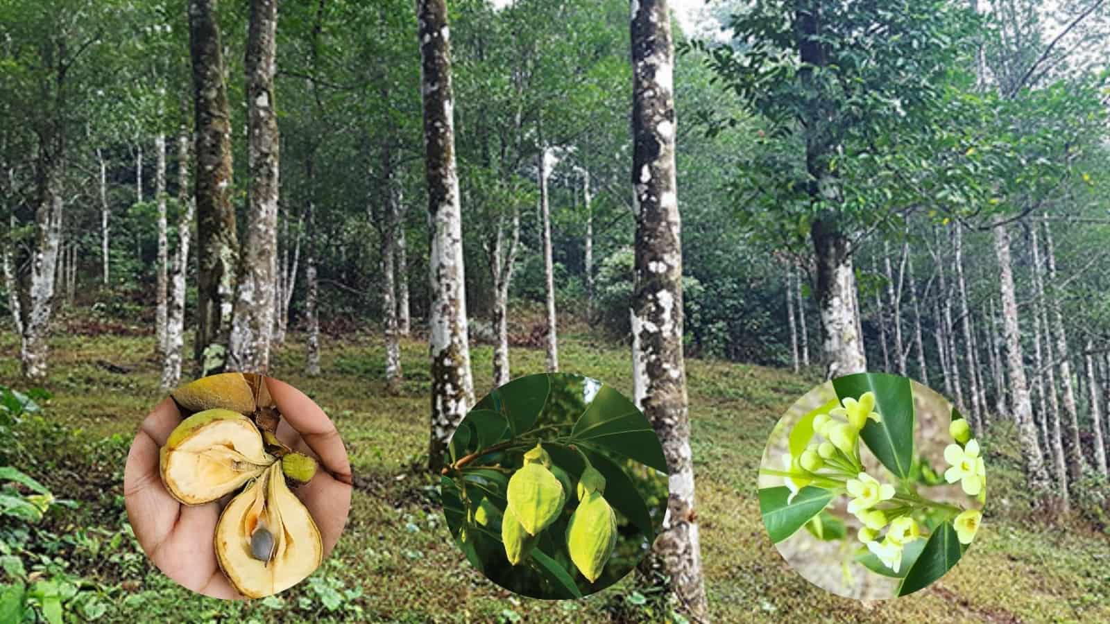 Cây Dó Bầu trong rừng nhiệt đới hình thành trầm