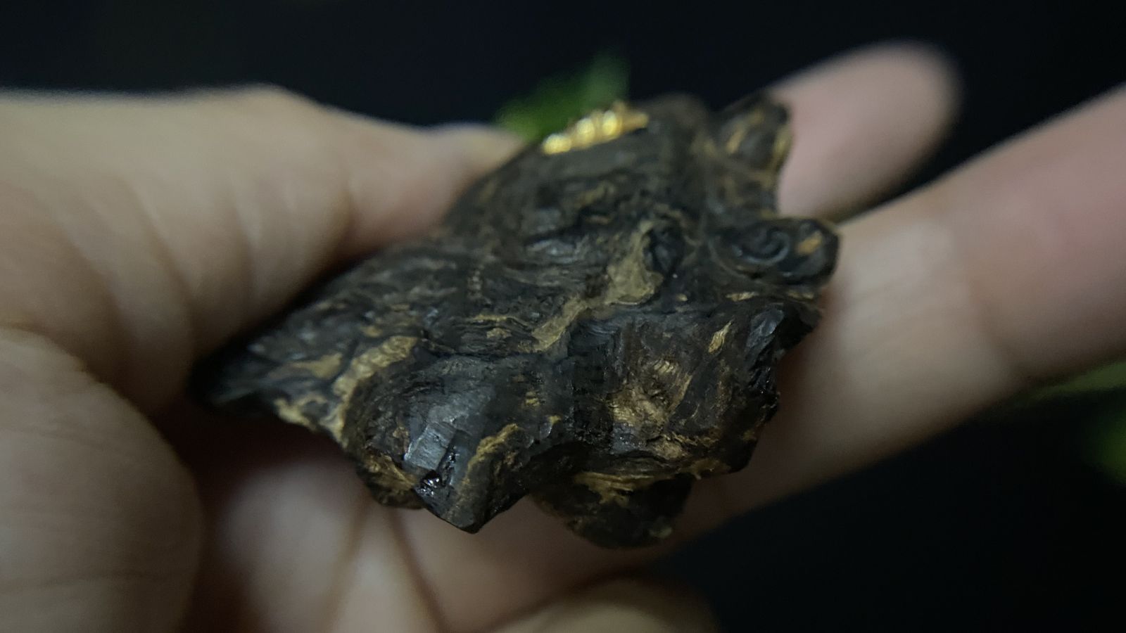 agarwood history and origin