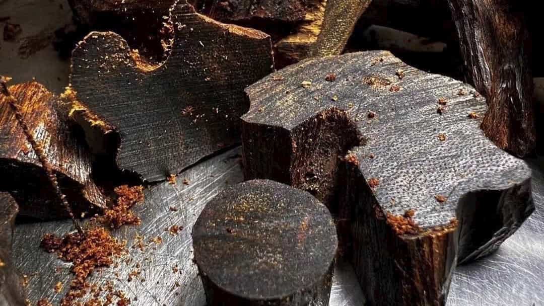 agarwood, oud, what is agarwood, sacred wood, agarwood origin, precious wood