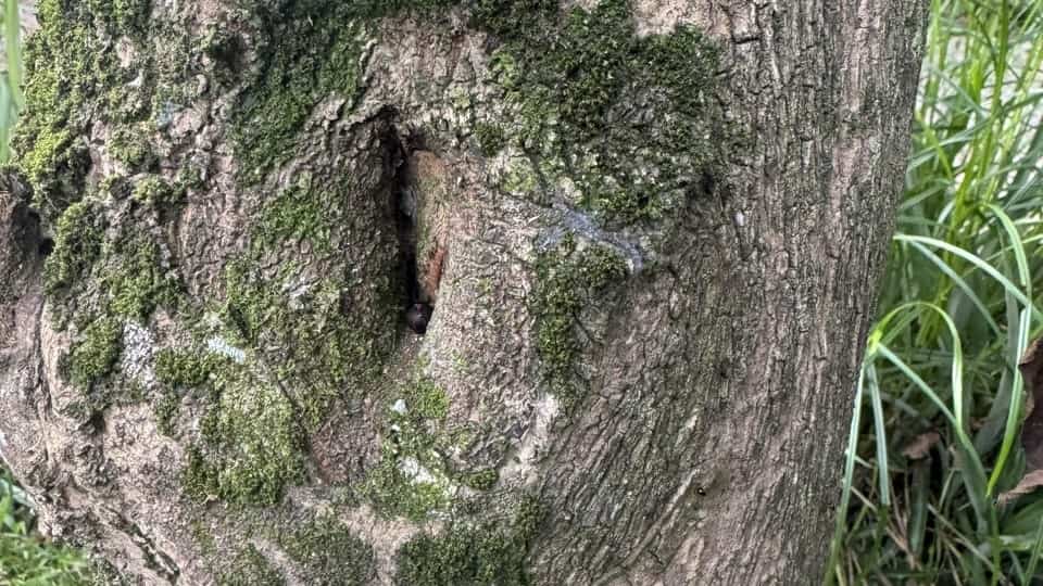 aquilaria, agarwood origin, how agarwood is made, agarwood formation