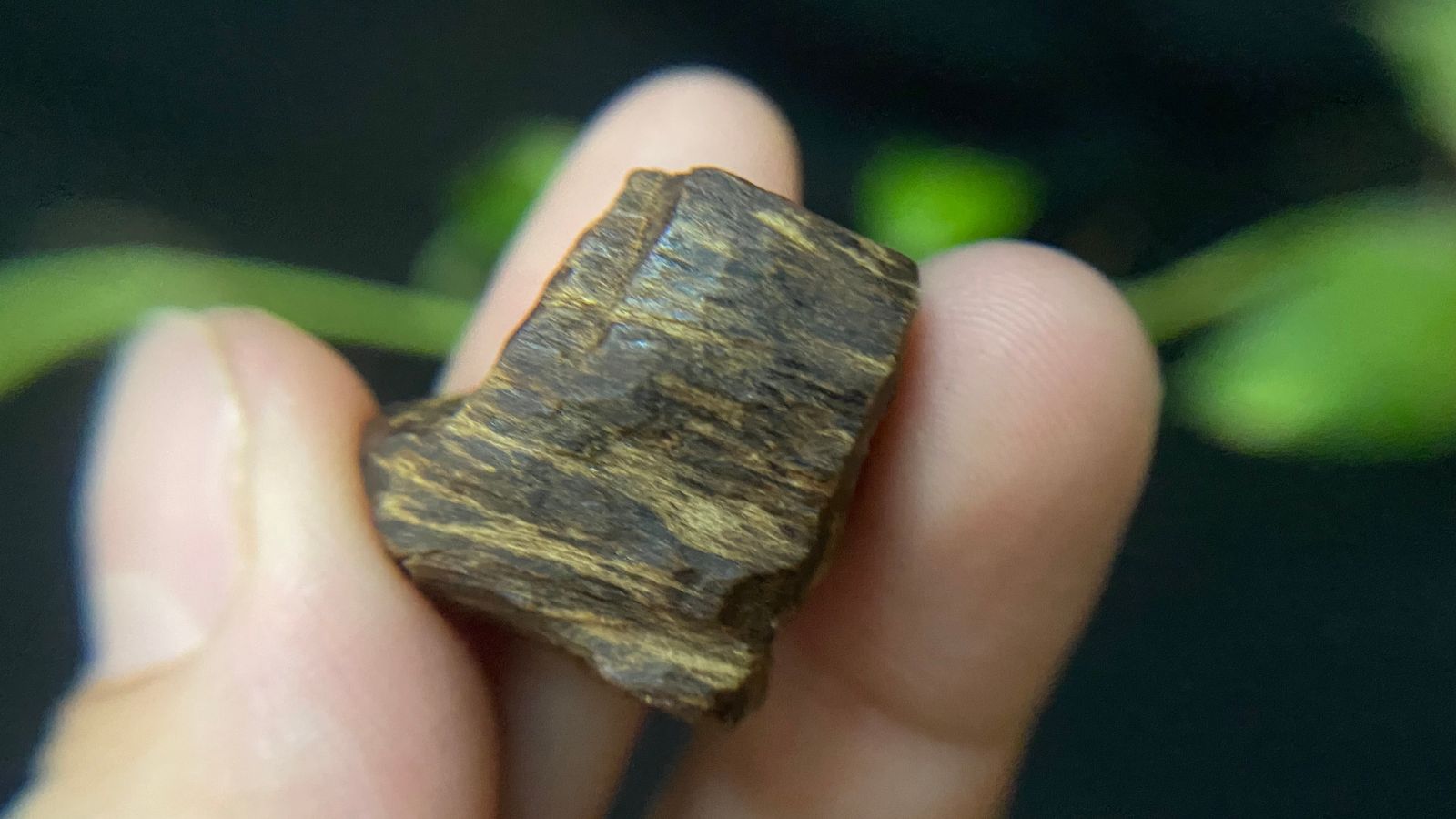 عود فيتنامي أصيل، أغلى أنواع العود