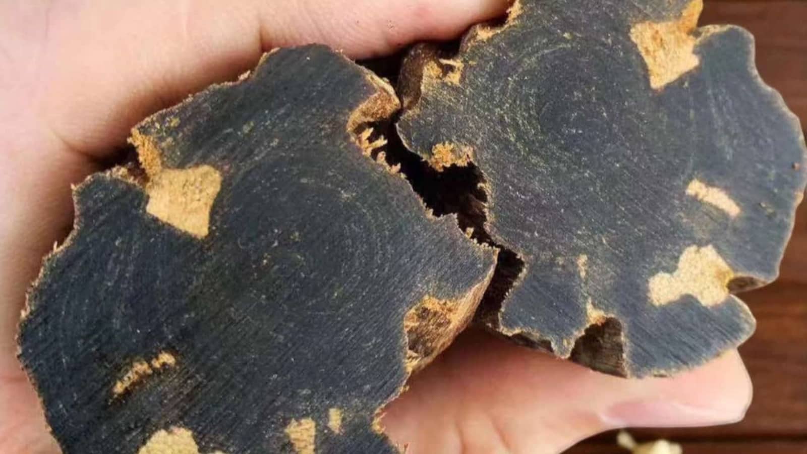 천연 침향 형성 과정