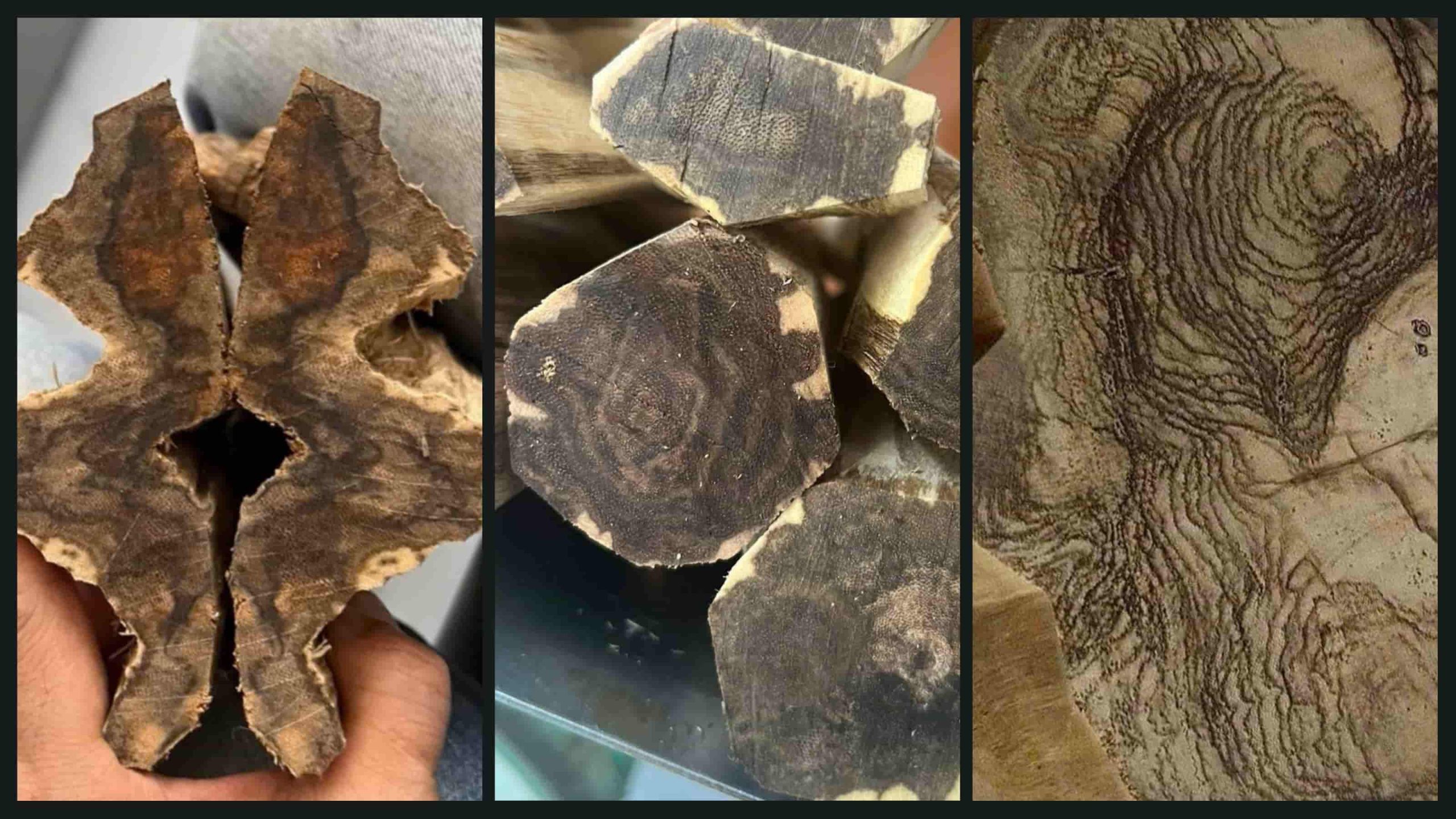 Miếng trầm hương Việt Nam giàu dầu, bóng mượt, màu nâu đậm sang trọng