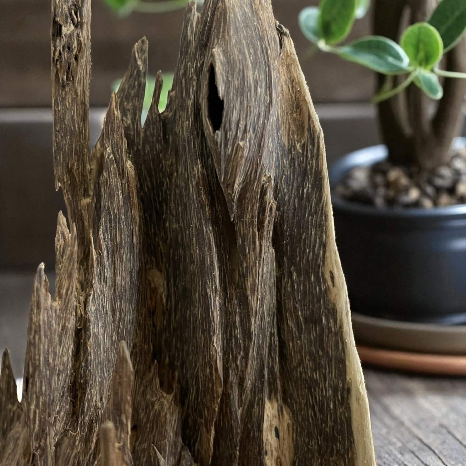 bonsai-tram-canh-mac-tu-tu-nhien-hoa-tu-linh-son-04-jpg