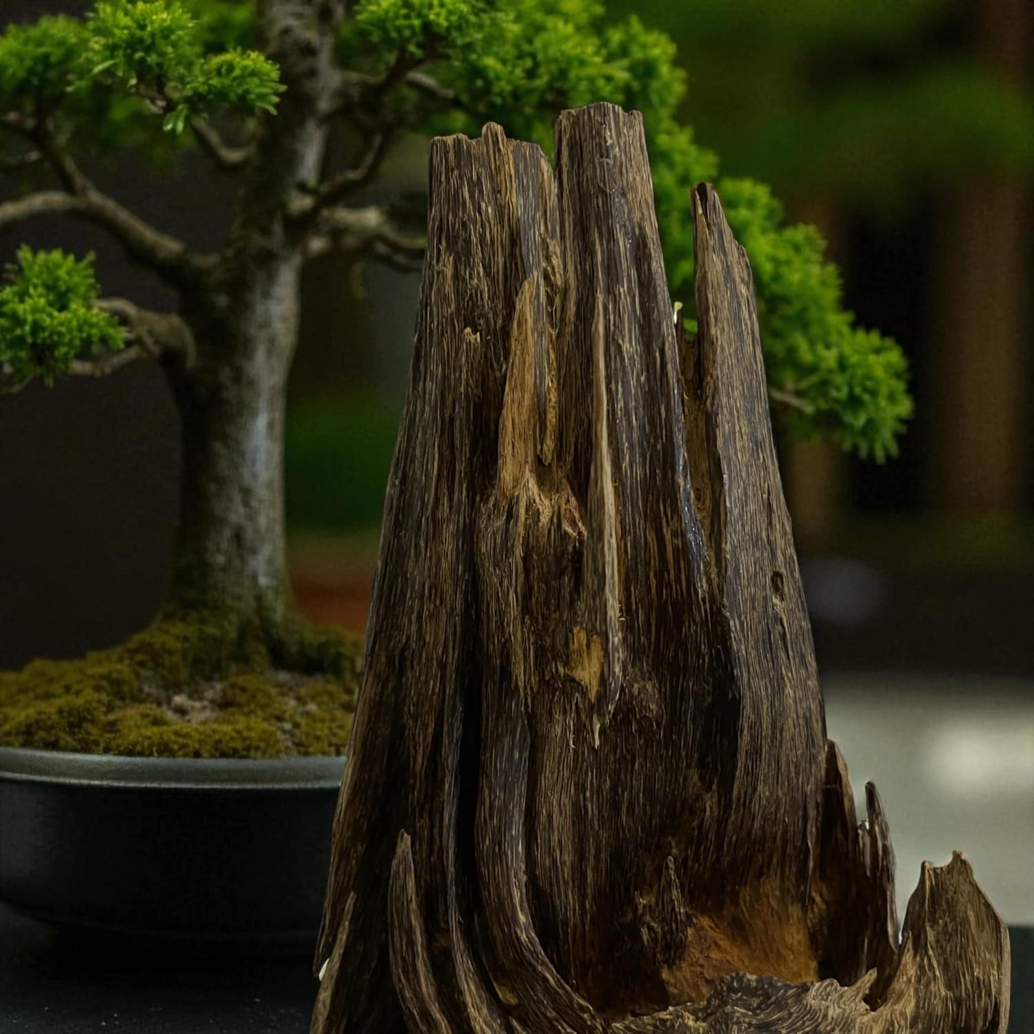 bonsai-tram-canh-mac-tu-tu-nhien-thien-son-tran-the-04.jpg