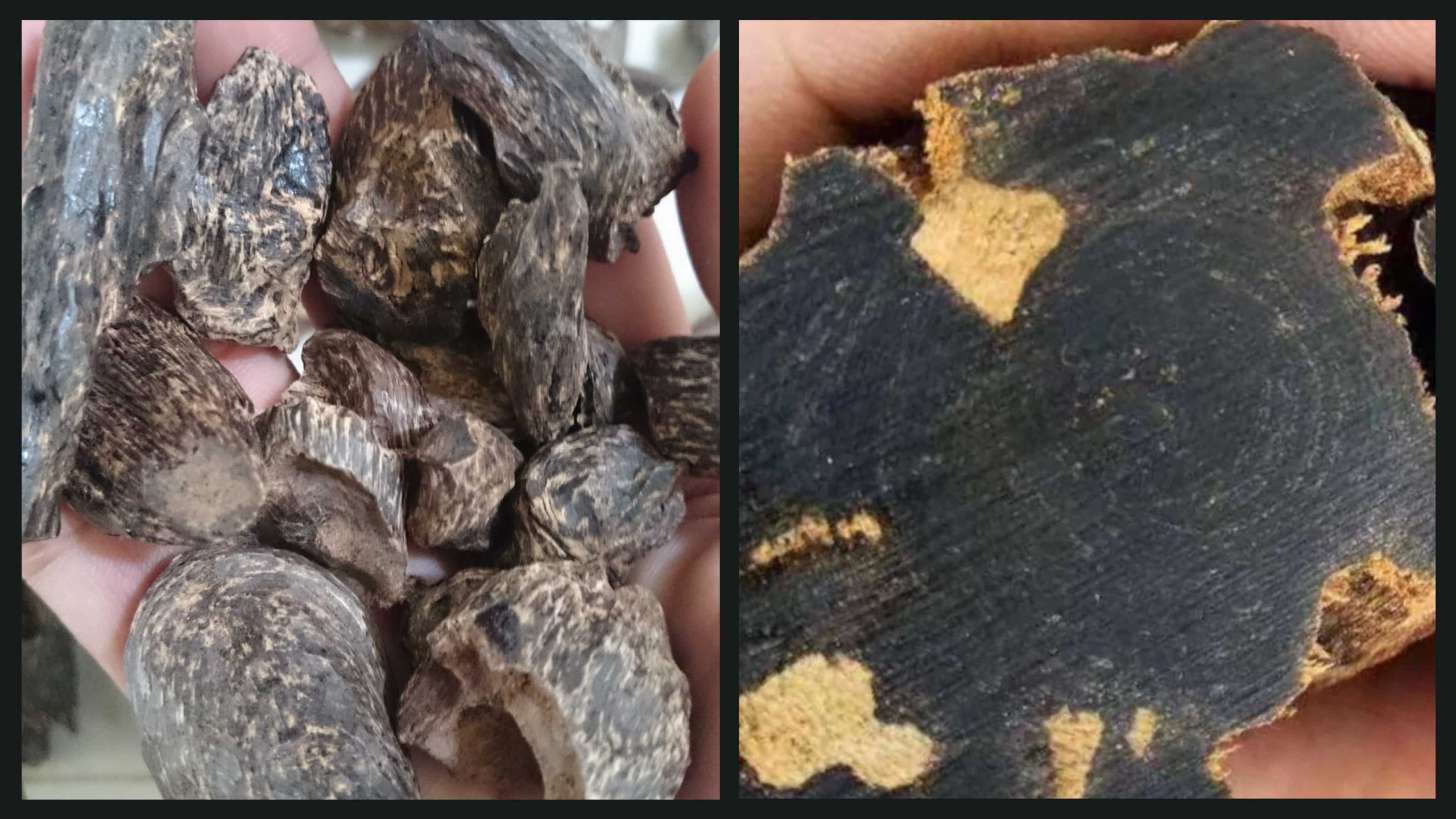 Cận cảnh miếng kỳ nam quý hiếm với nhựa dầu đậm đặc