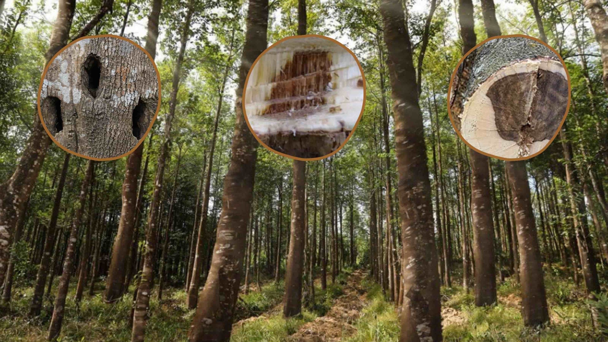 Cây dó bầu trong rừng già Việt Nam