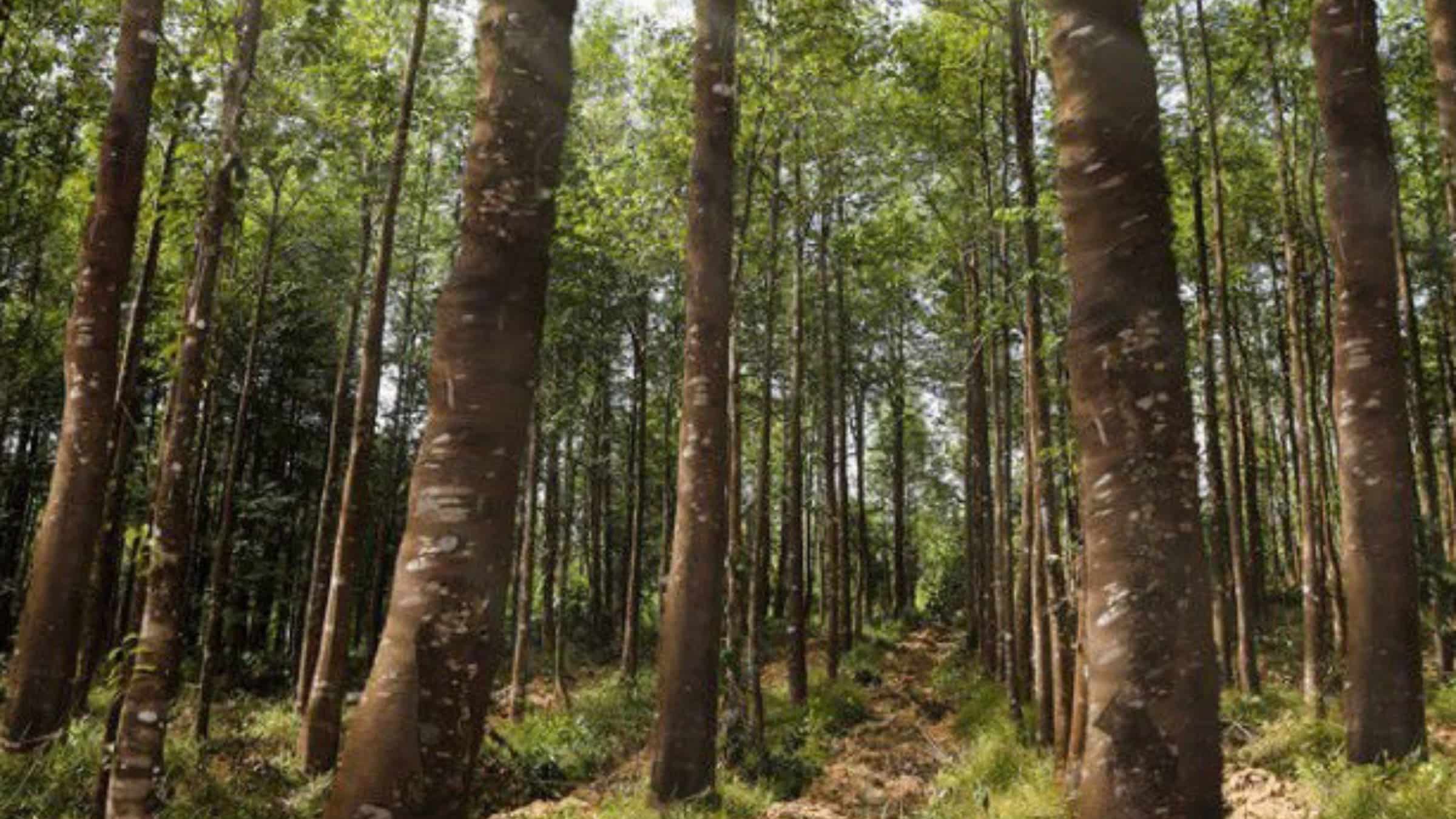 غابات العود الطبيعي في فيتنام – مصدر نقاء وروحانية من شركة عود الأرض كوانغ