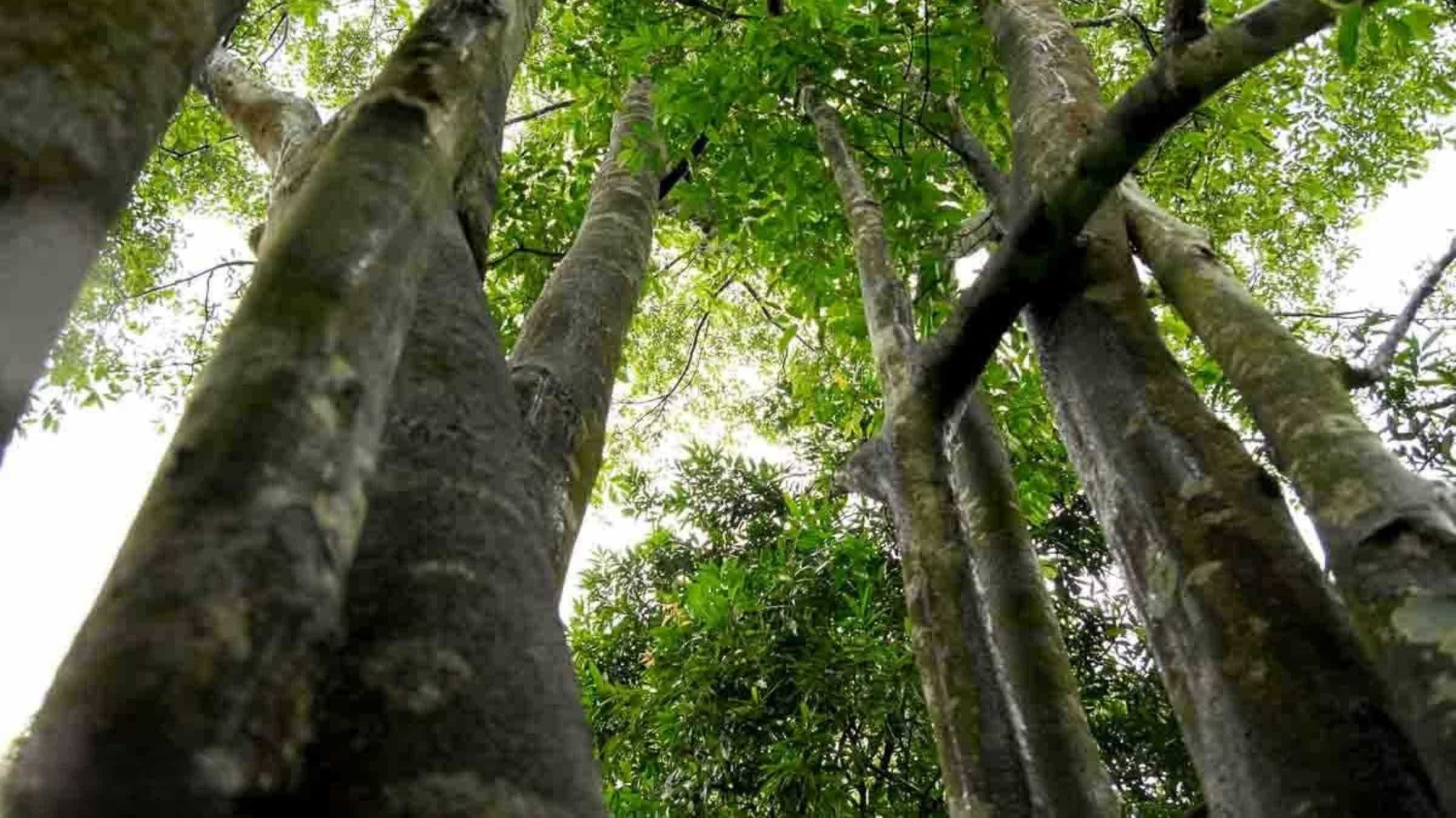 越南顺香·大广沉香森林,自然沉香原材料基地
