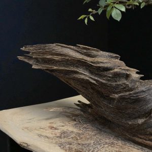 Bonsai Trầm Hương Mắc Tử Kỳ Đà Trấn Trạch Tpqnm65 Thượng Hạng (Premium Natural Agarwood Bonsai – Guardian Lizard Form)